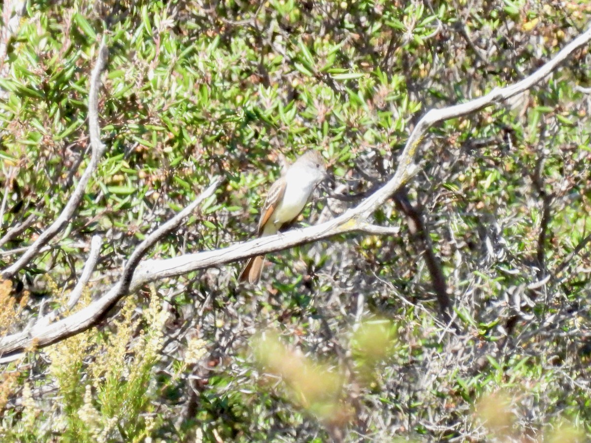 Ash-throated Flycatcher - Martha Wild