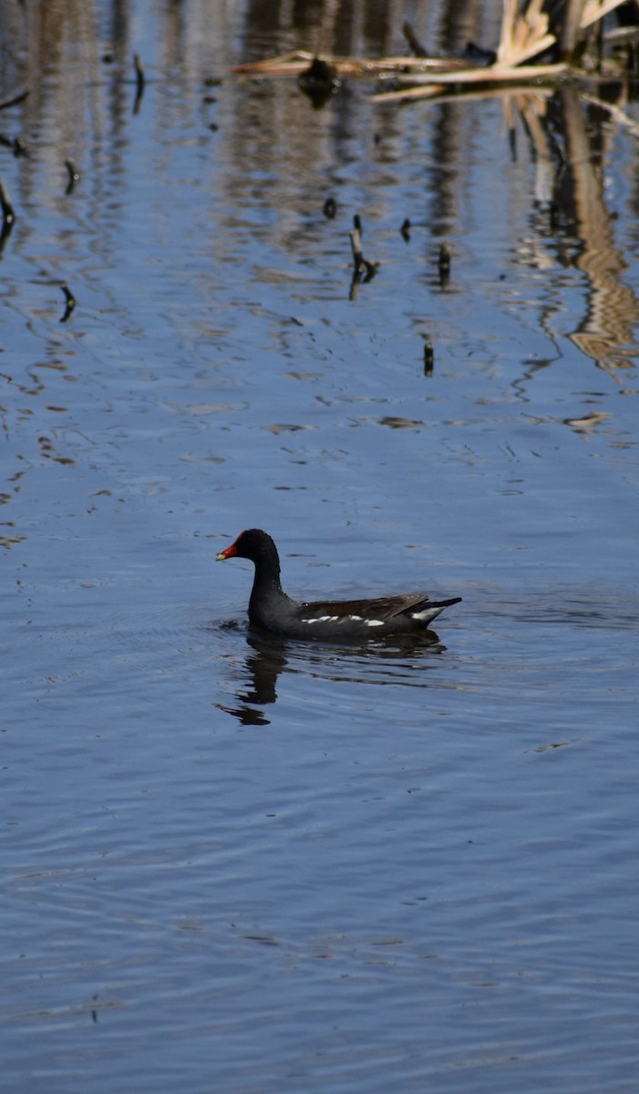 Common Gallinule - ML449036221