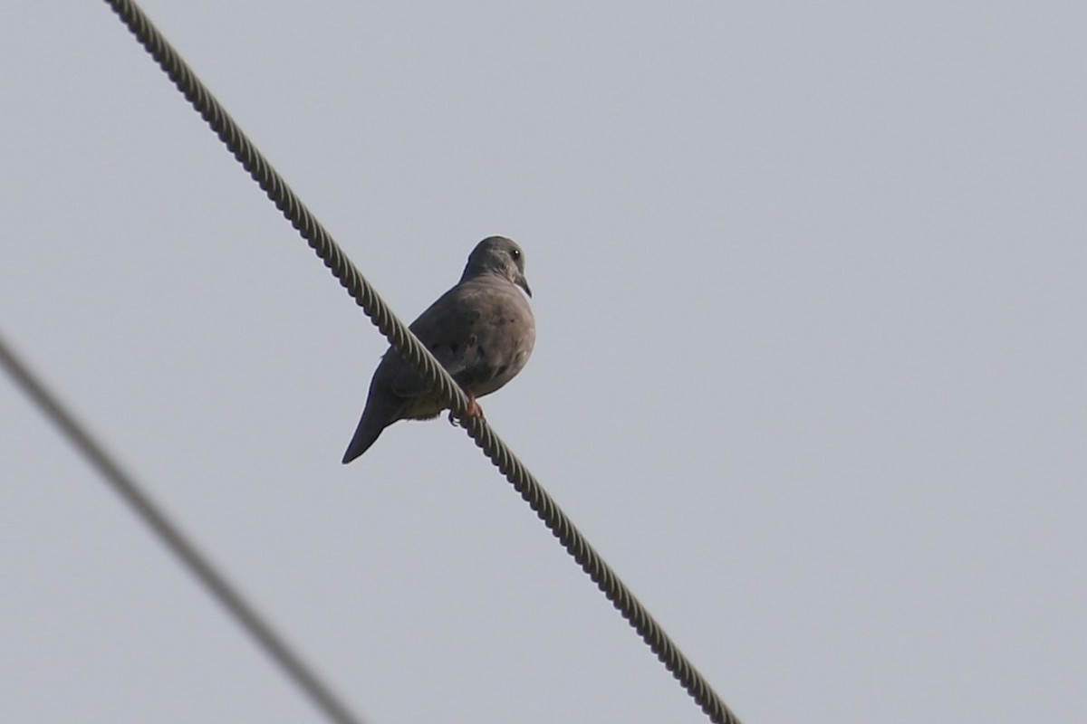 Plain-breasted Ground Dove - John van Dort