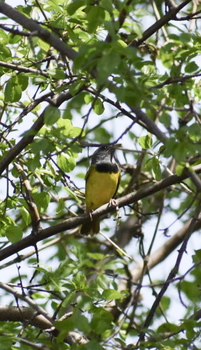 Mourning Warbler - ML449036451