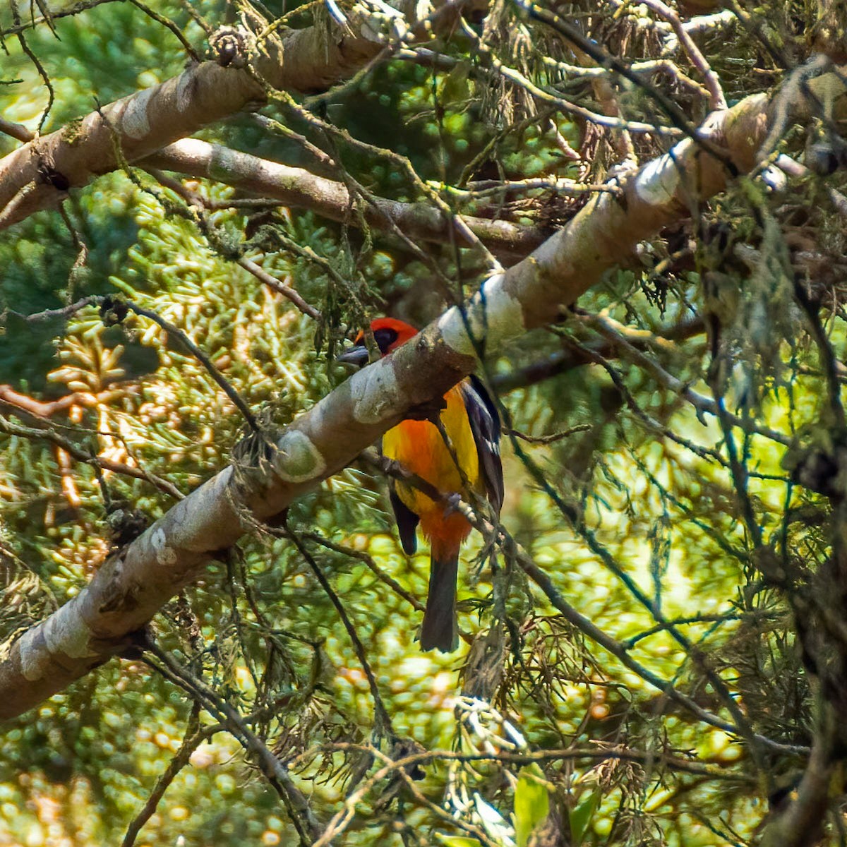 White-winged Tanager - ML449036651