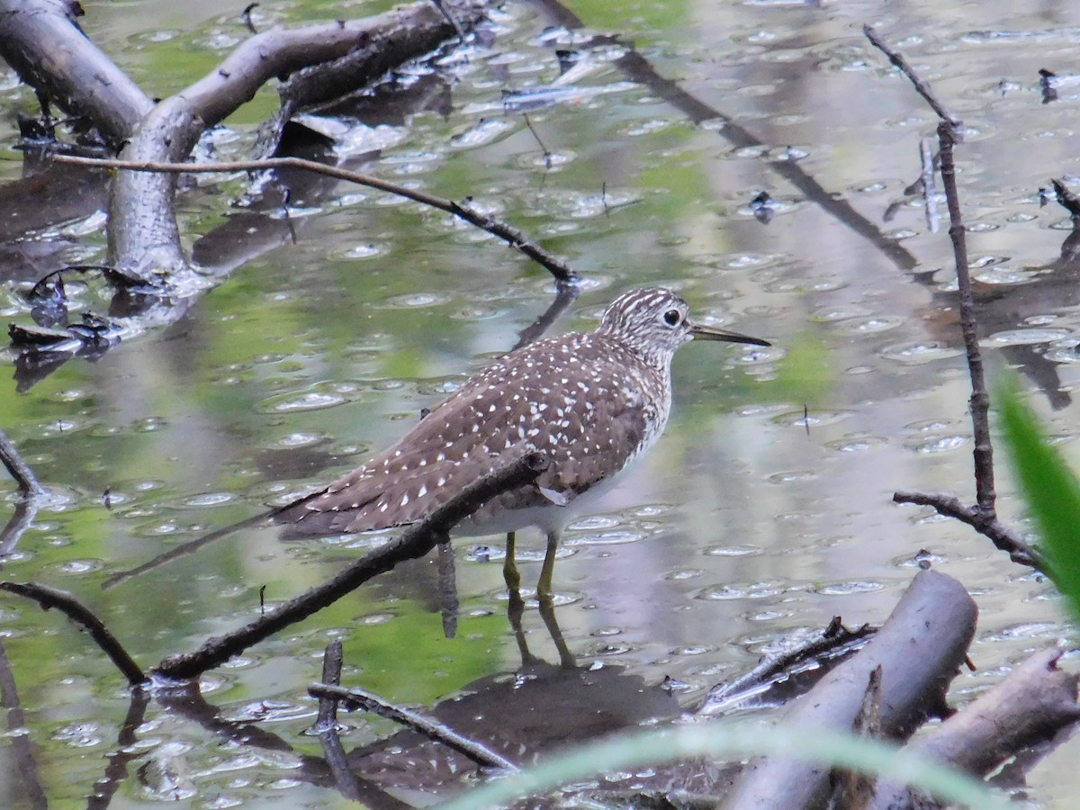 eremittsnipe (solitaria) - ML449037361