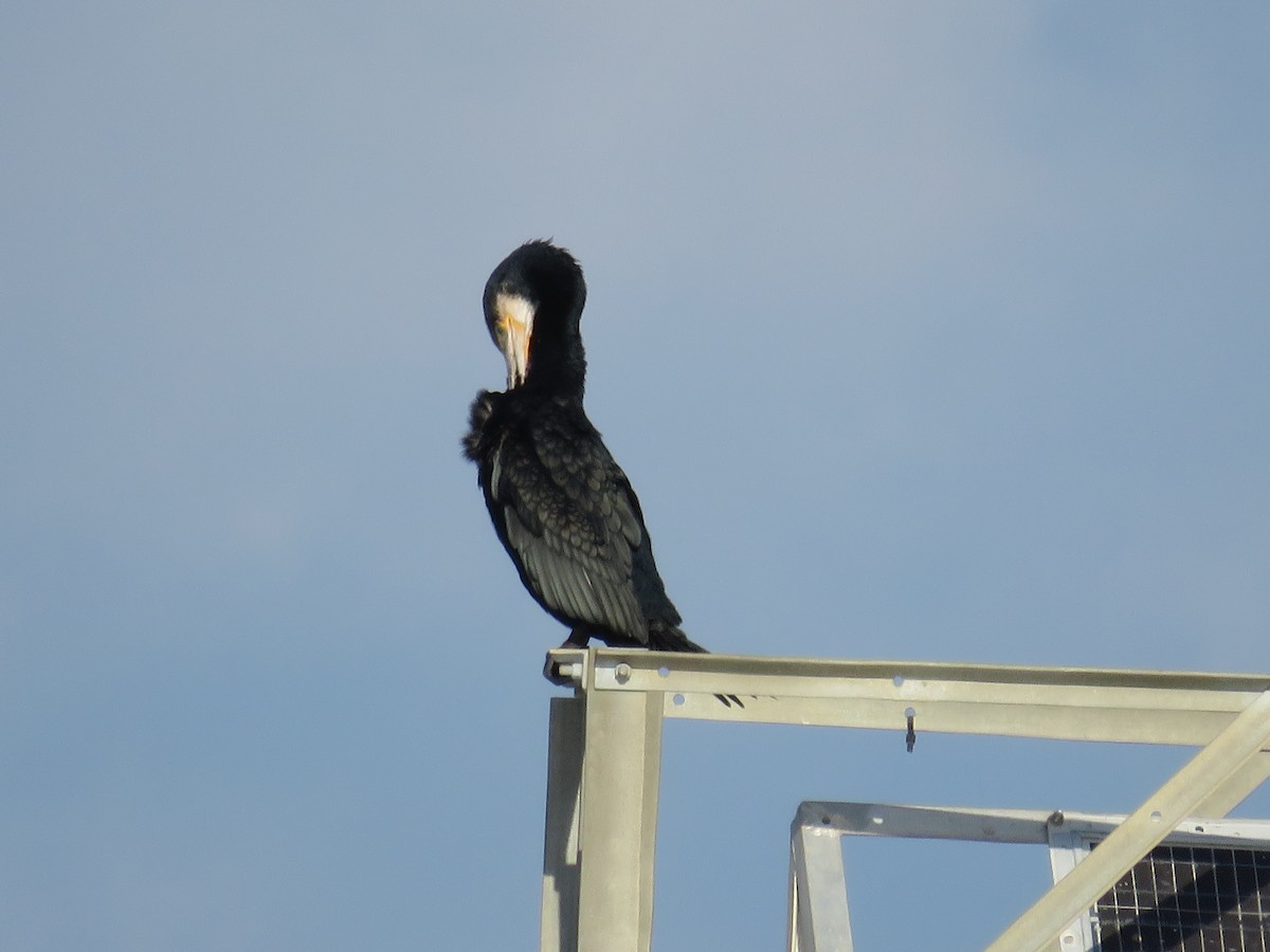 Great Cormorant - ML44903761