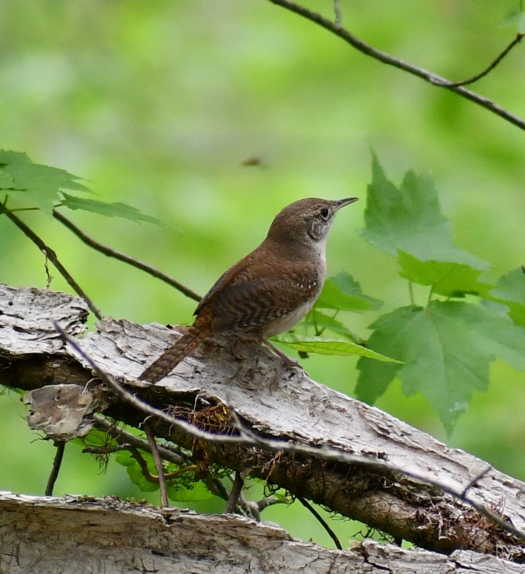 Northern House Wren - ML449037611