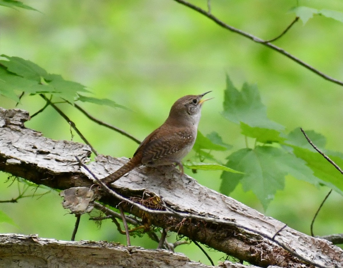 Northern House Wren - ML449037621