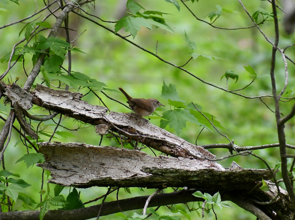 Northern House Wren - ML449037641