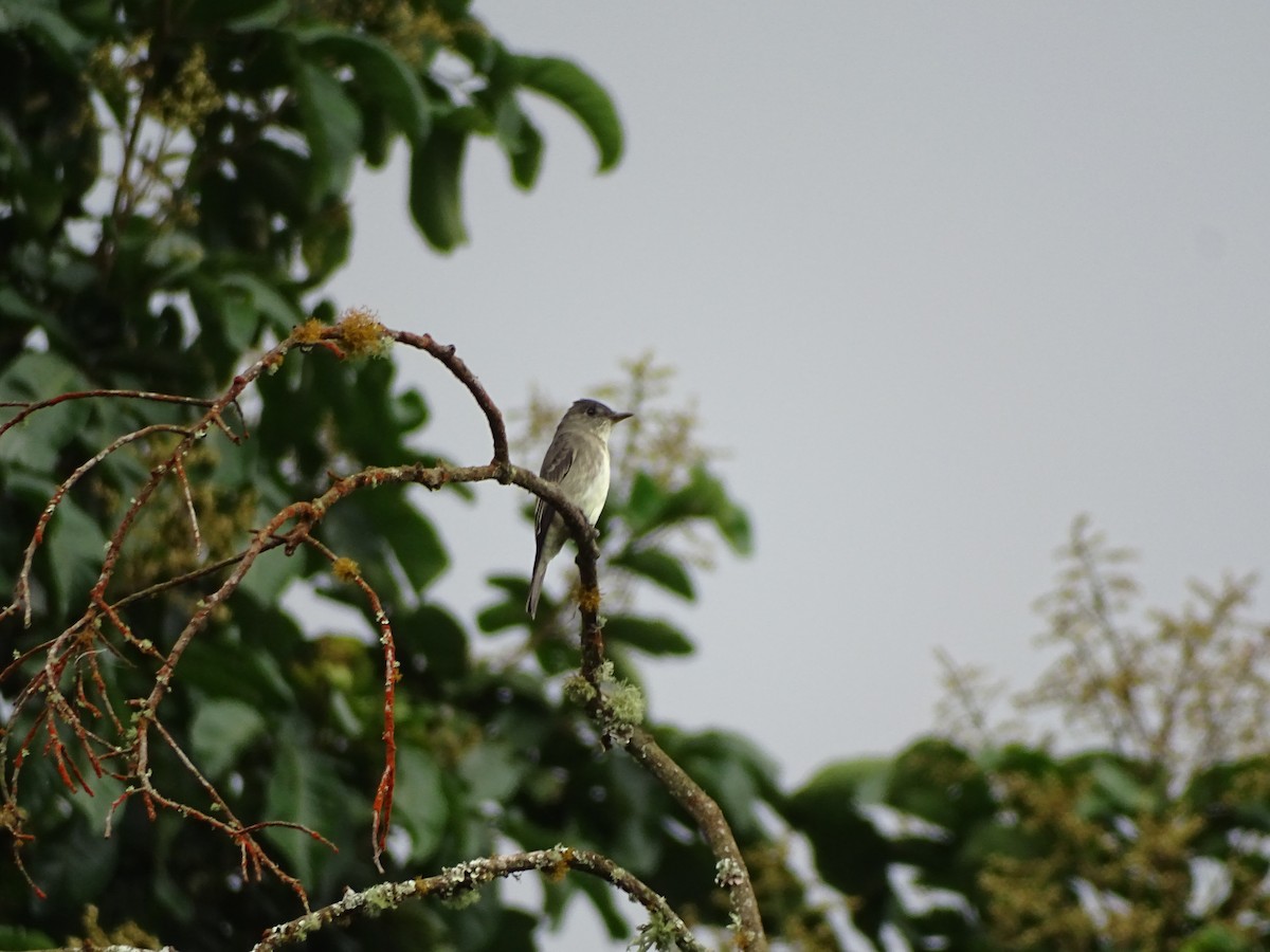 Western Wood-Pewee - ML449037731