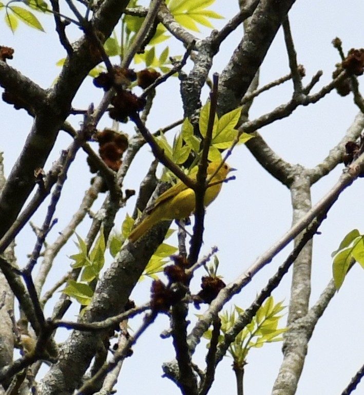 Yellow Warbler - ML449037991