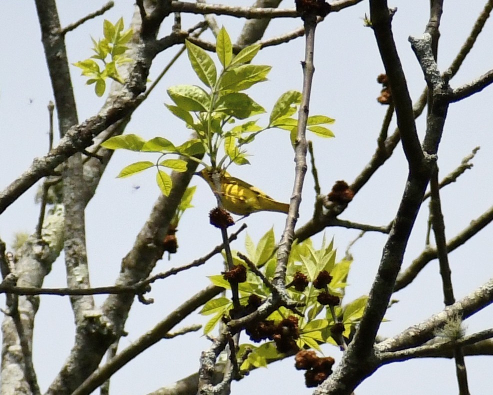 Yellow Warbler - ML449038021