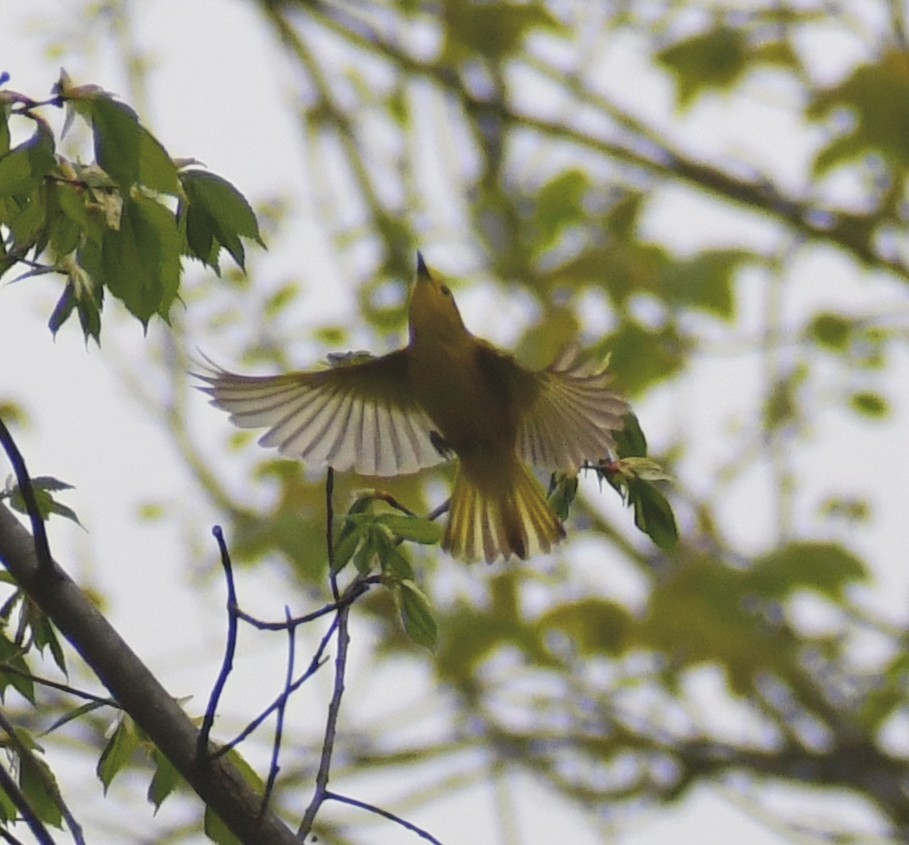 Yellow Warbler - ML449038061