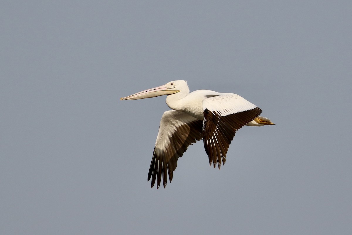 American White Pelican - John van Dort