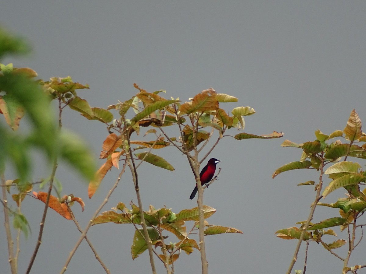 Crimson-backed Tanager - Claramarcela Rubiano Velasco