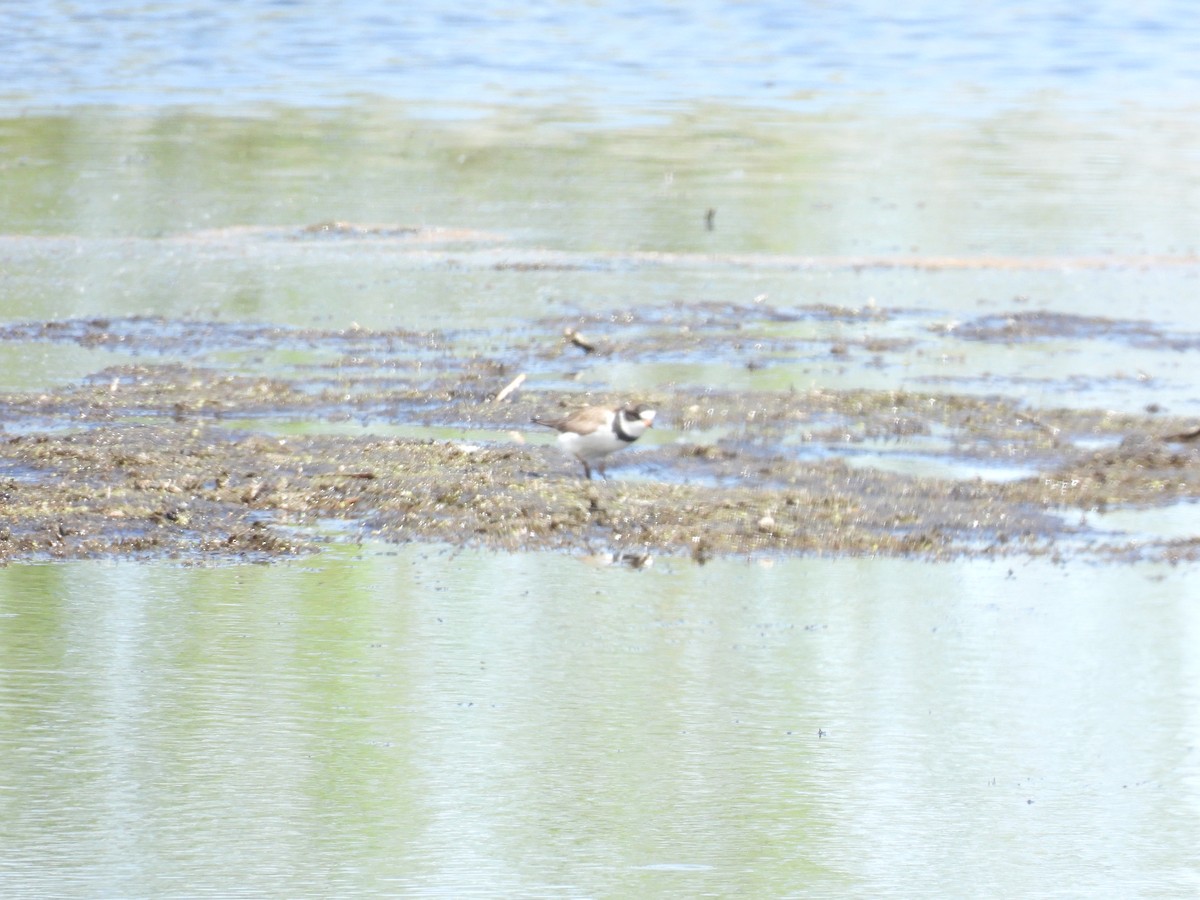Semipalmated Plover - ML449040421
