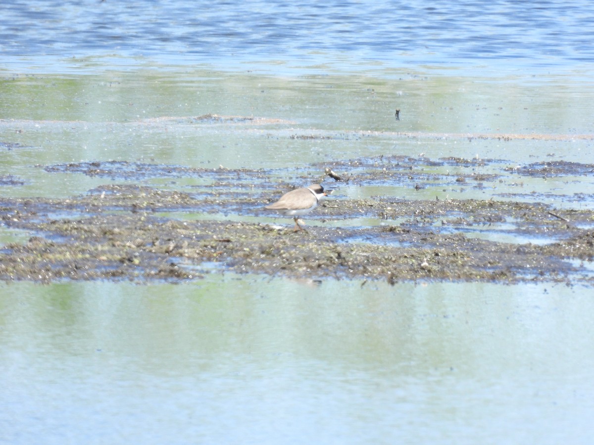 Semipalmated Plover - ML449040441