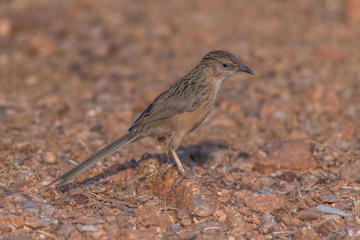 Common Babbler - ML44904291