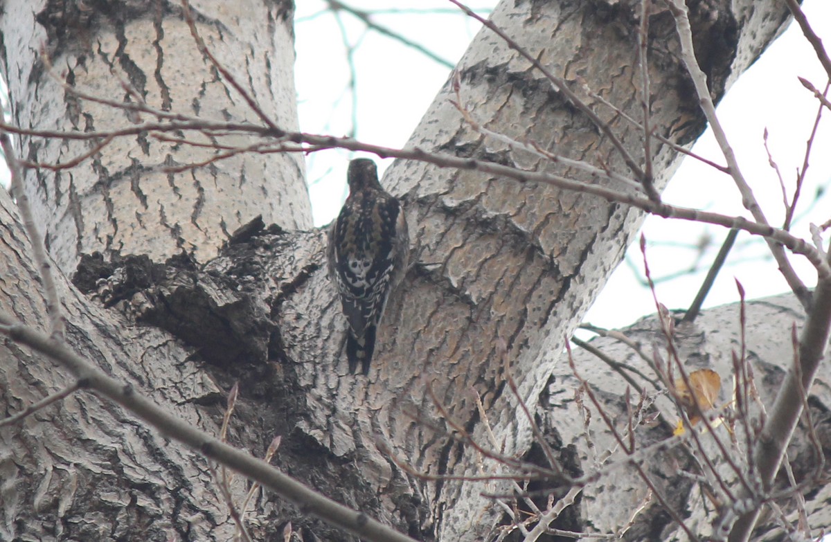 Yellow-bellied Sapsucker - ML44904341