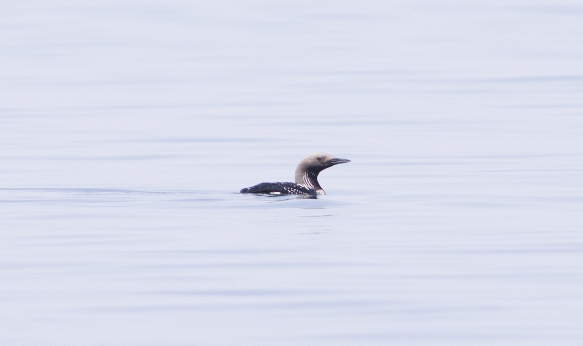 Arctic Loon - ML449043871