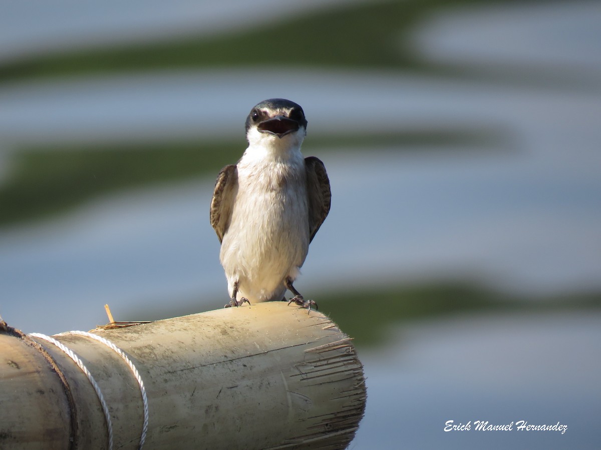 Mangrove Swallow - ML449044561