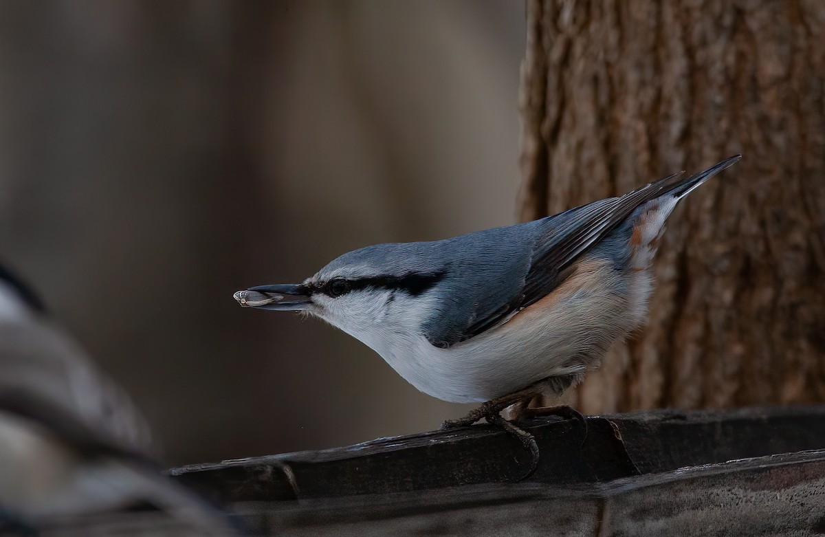 ゴジュウカラ（亜種 シロハラゴジュウカラ） - ML449044621