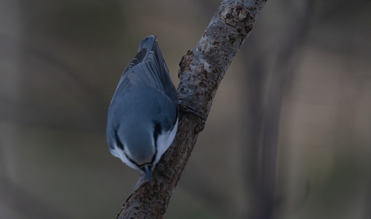 ゴジュウカラ（亜種 シロハラゴジュウカラ） - ML449044701