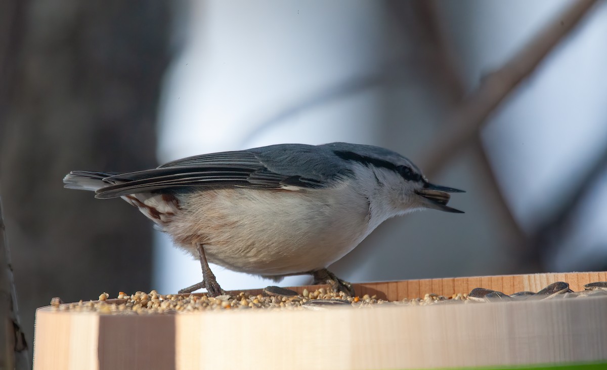 ゴジュウカラ（亜種 シロハラゴジュウカラ） - ML449044751