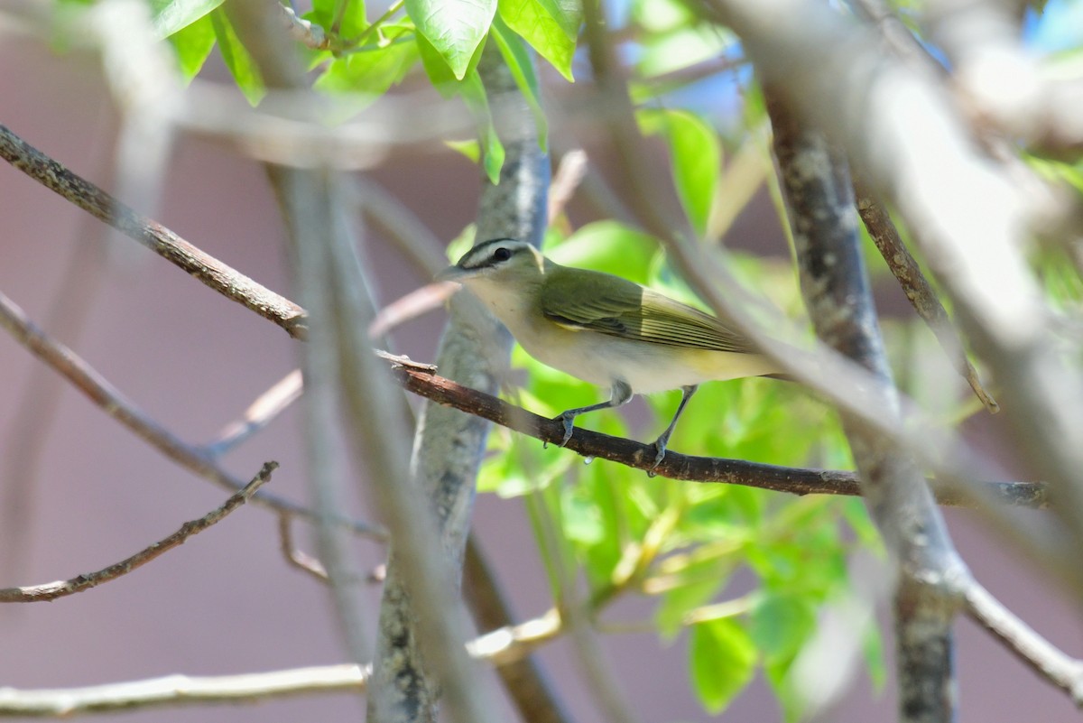 Red-eyed Vireo - ML449044761