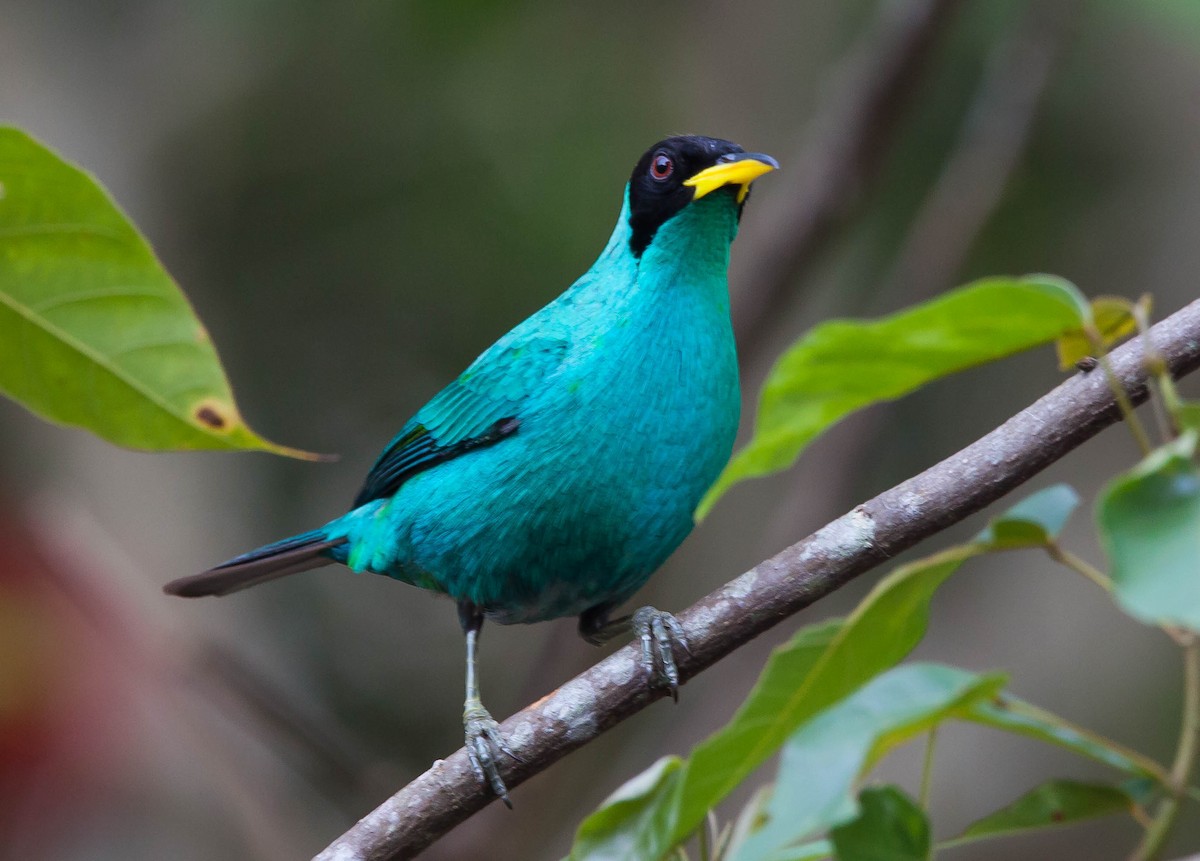 Green Honeycreeper - ML449044901
