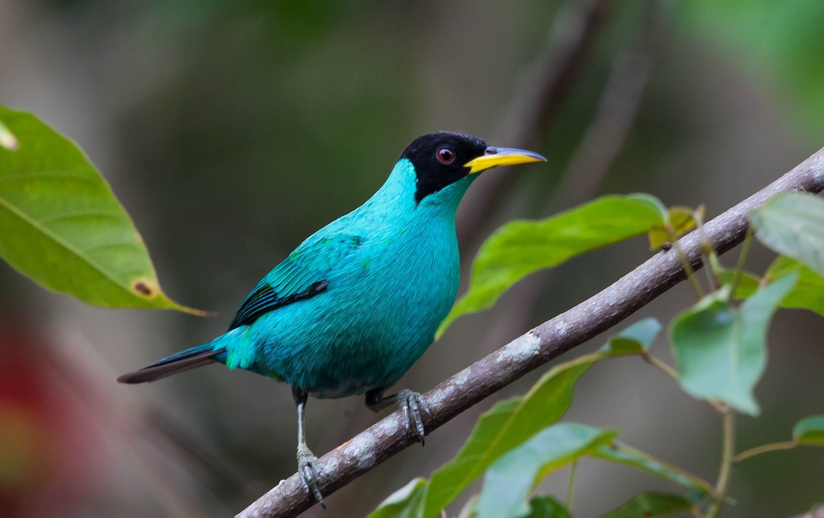 Green Honeycreeper - ML449044911