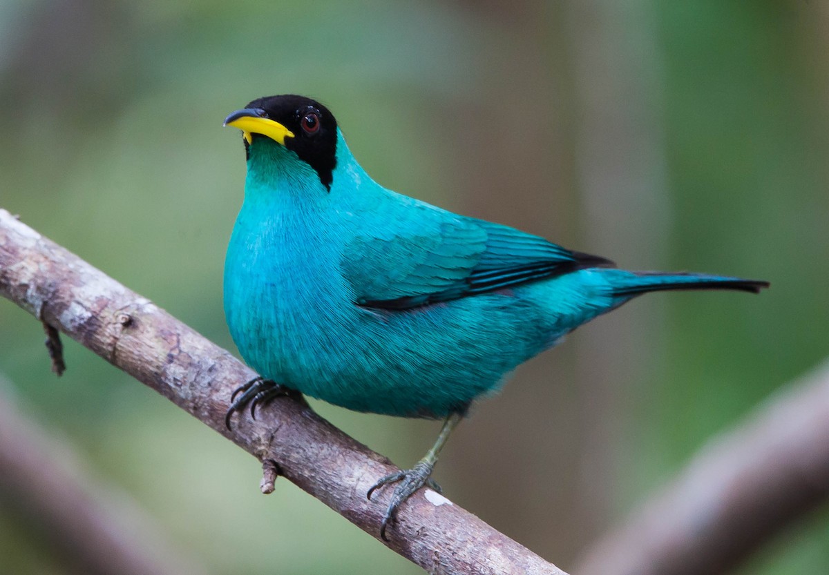 Green Honeycreeper - ML449044921