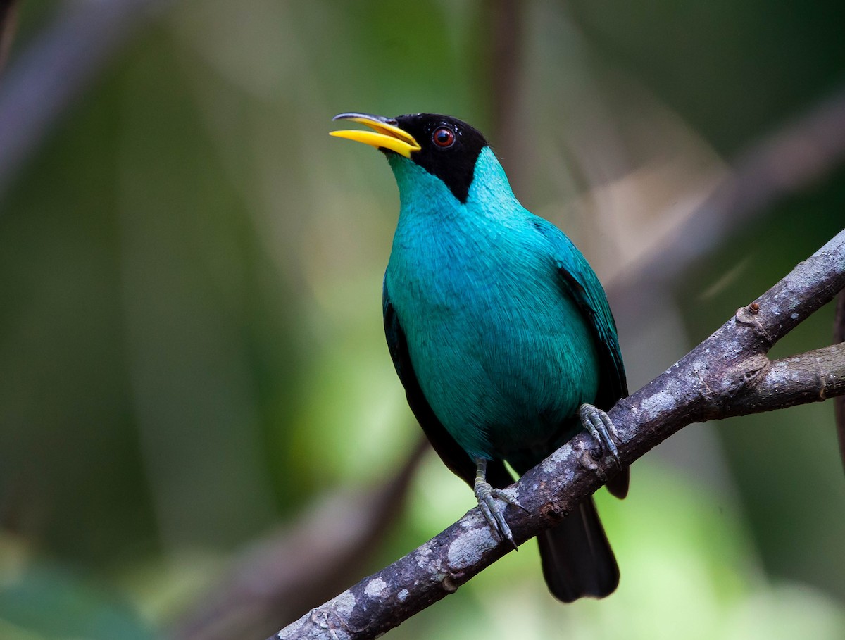 Green Honeycreeper - ML449044941