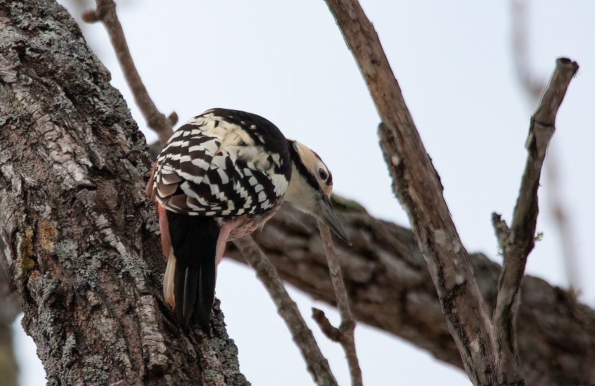 White-backed Woodpecker (White-backed) - ML449045611