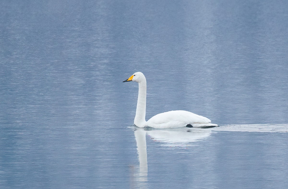 Whooper Swan - ML449045691