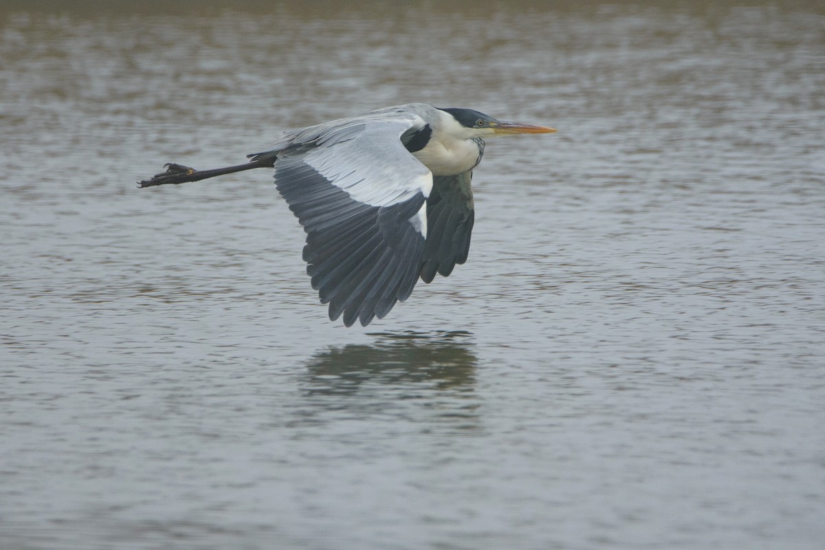 Cocoi Heron - ML449045941