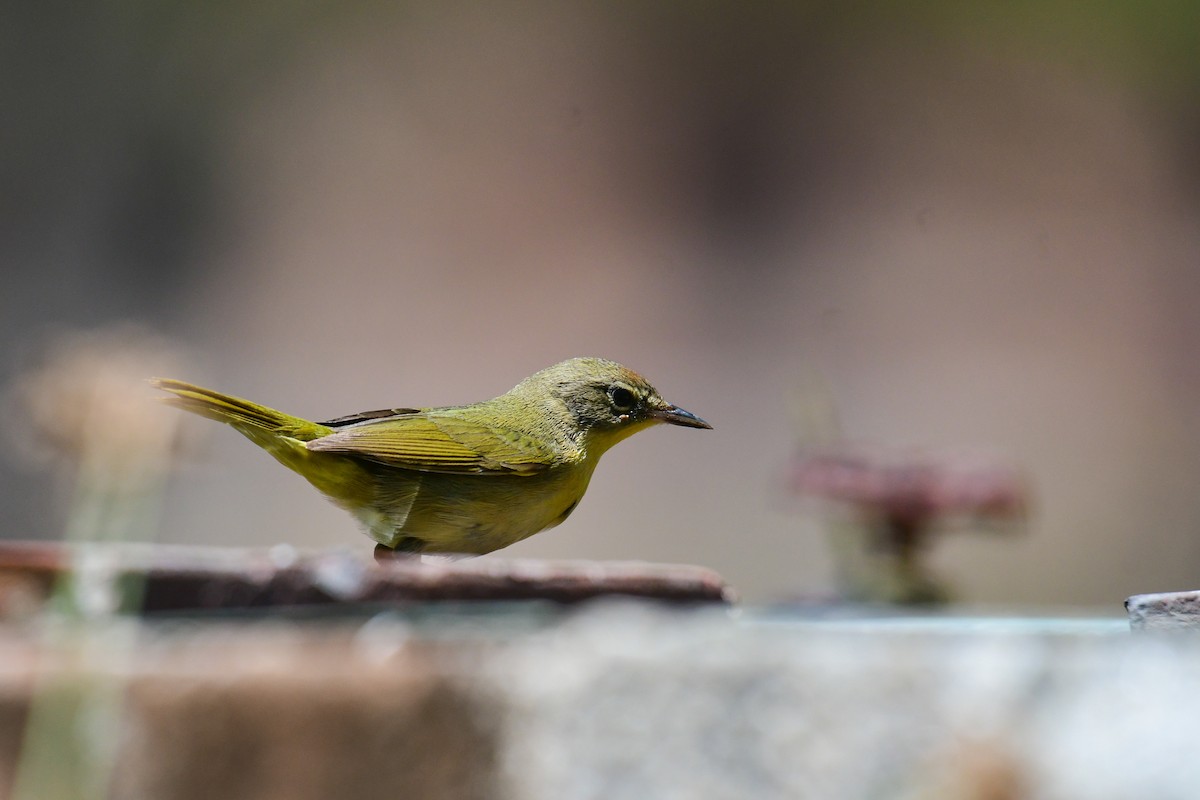 Common Yellowthroat - Raphaël Nussbaumer