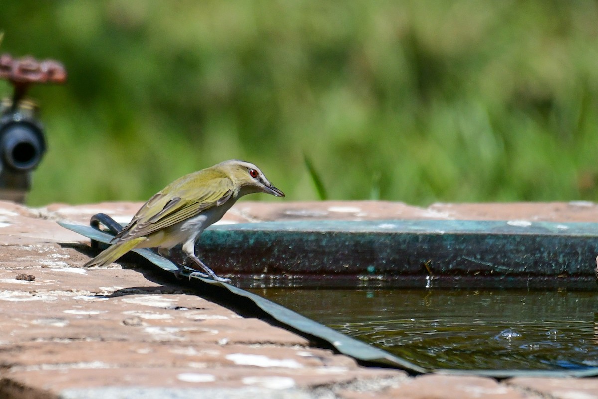 Kızıl Gözlü Vireo - ML449046111