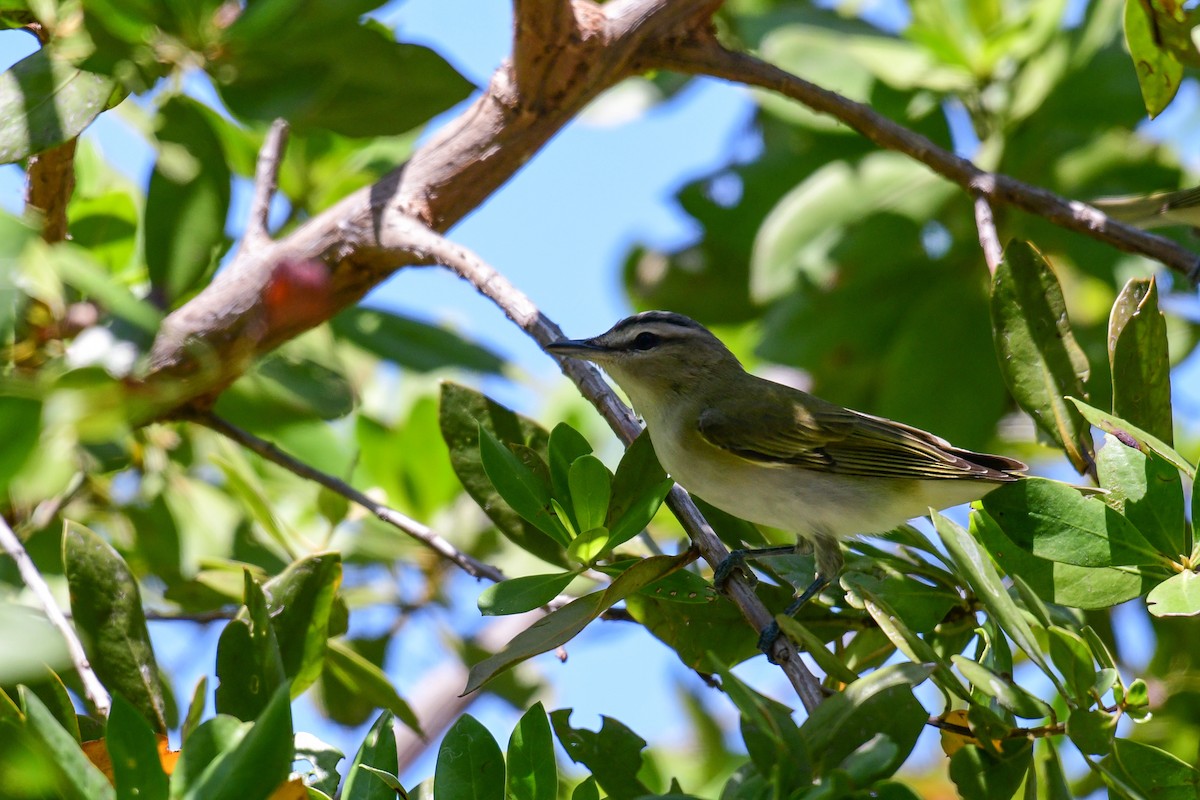 Kızıl Gözlü Vireo - ML449046131