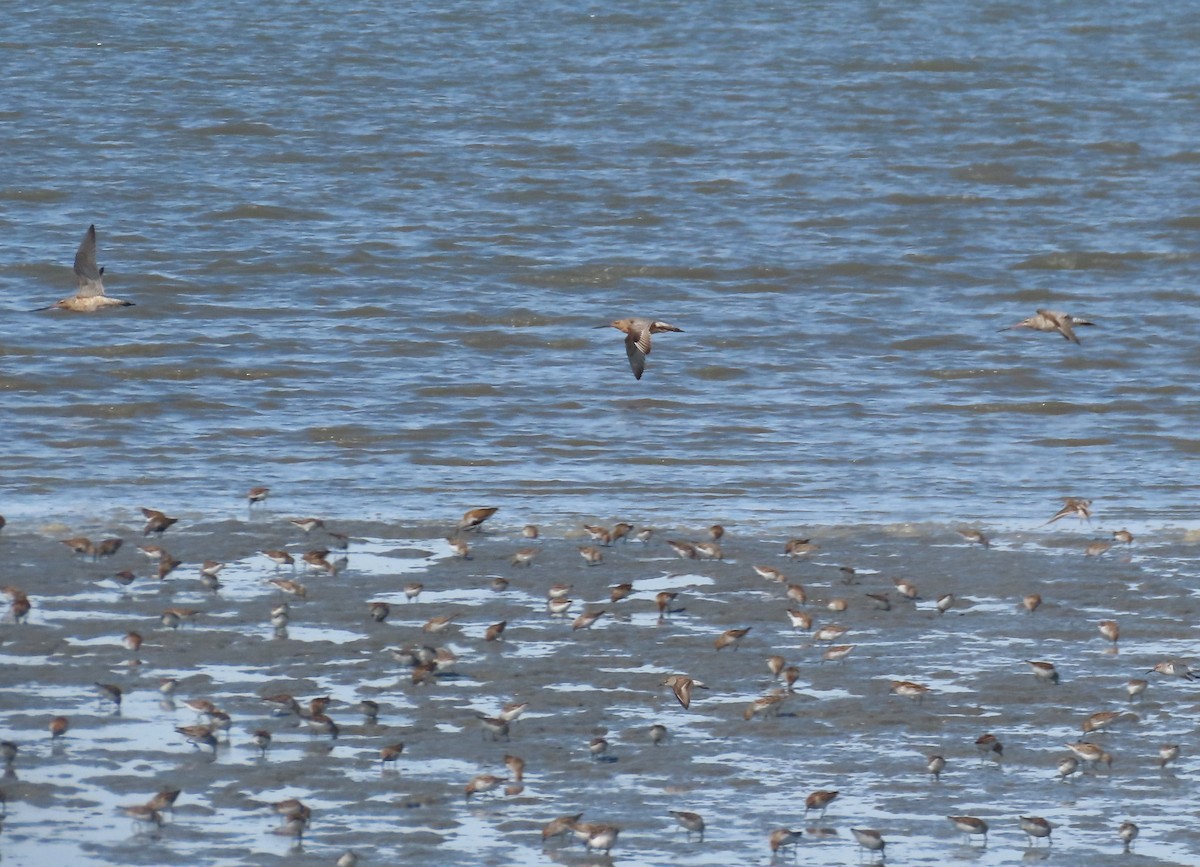 Bar-tailed Godwit - ML449046181