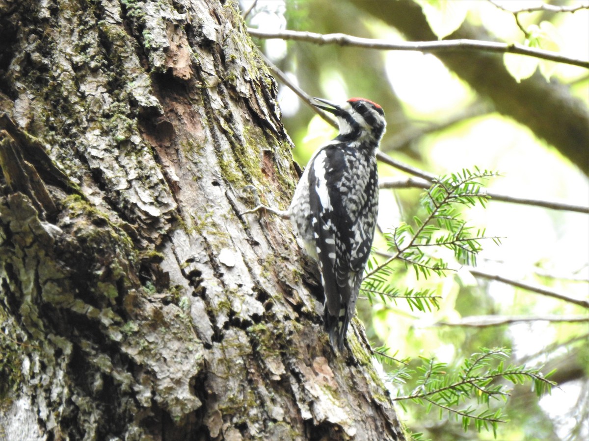 Yellow-bellied Sapsucker - leanne grieves