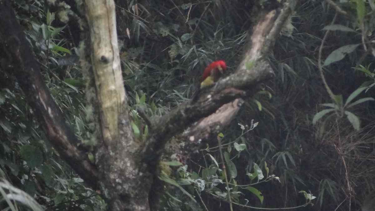 Crimson-mantled Woodpecker - ML449046691