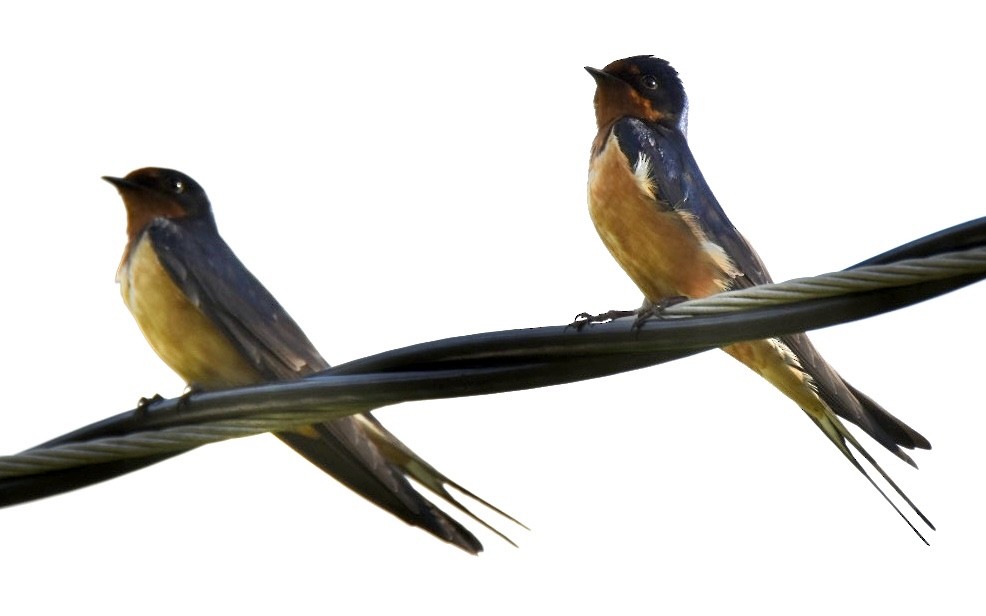 Barn Swallow - ML449047061