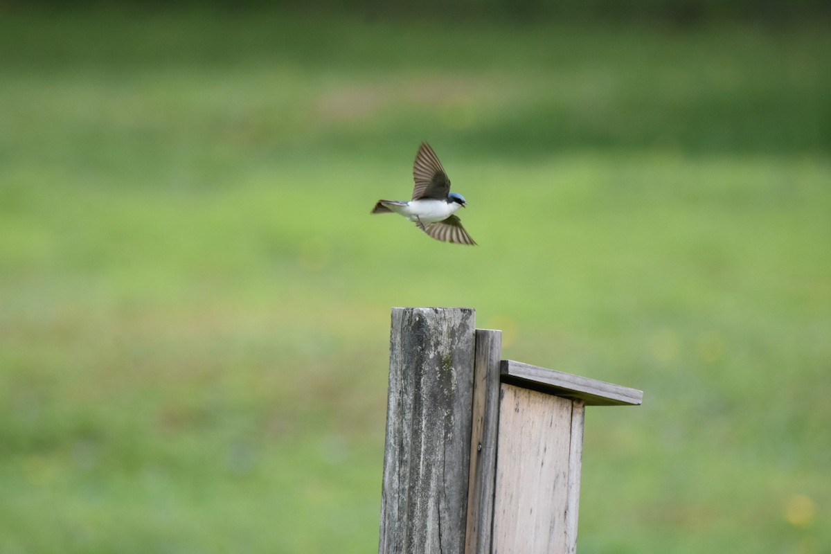 Tree Swallow - ML449047171