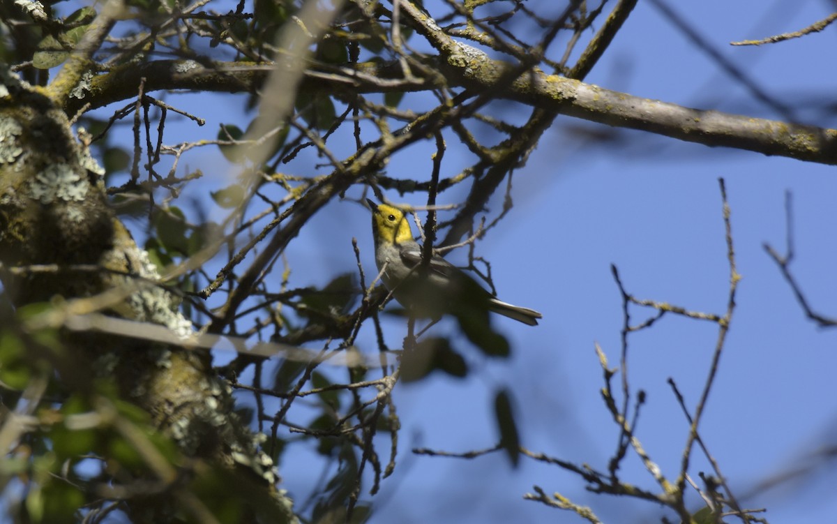 Hermit Warbler - lief gallagher