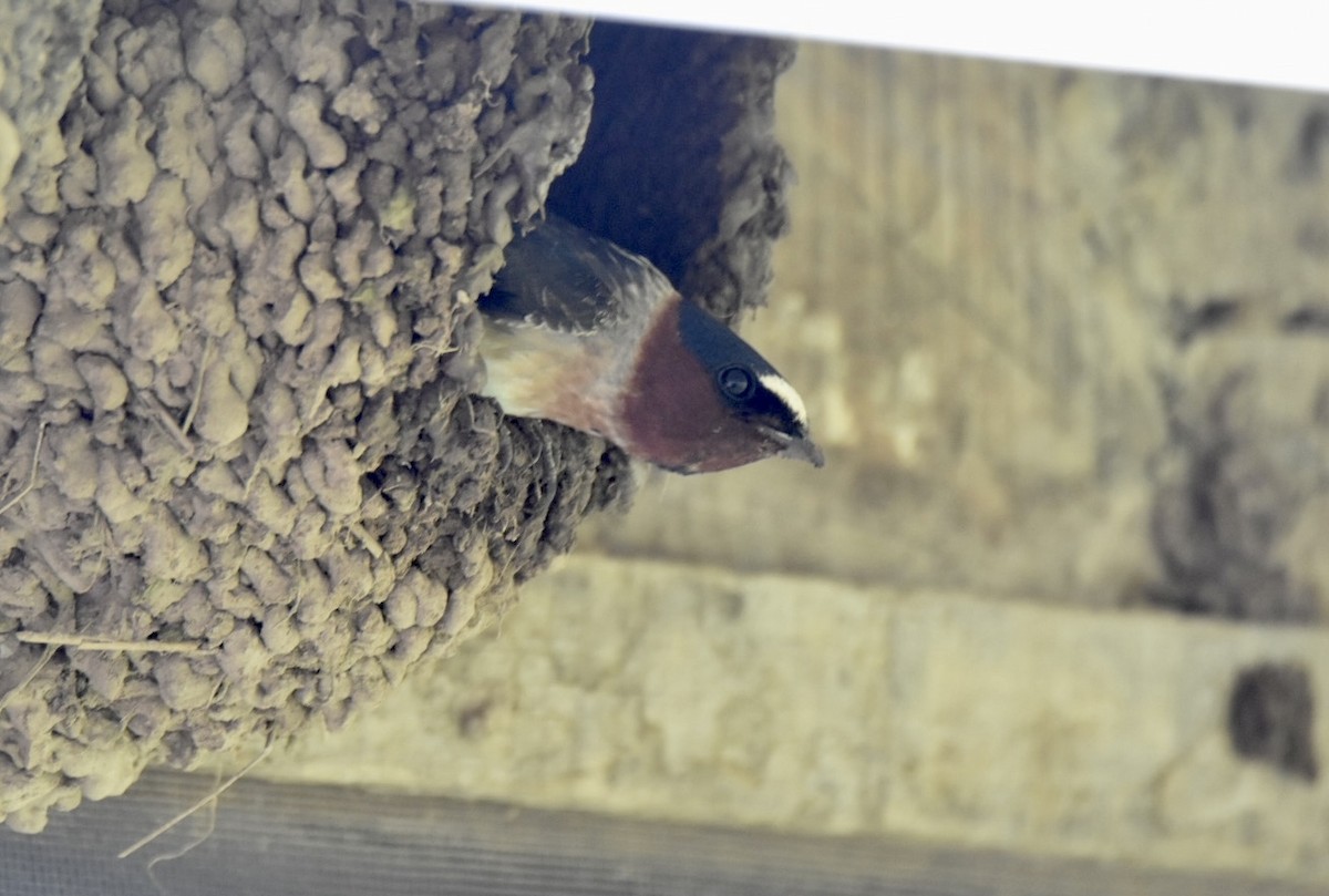 Cliff Swallow - ML449047711