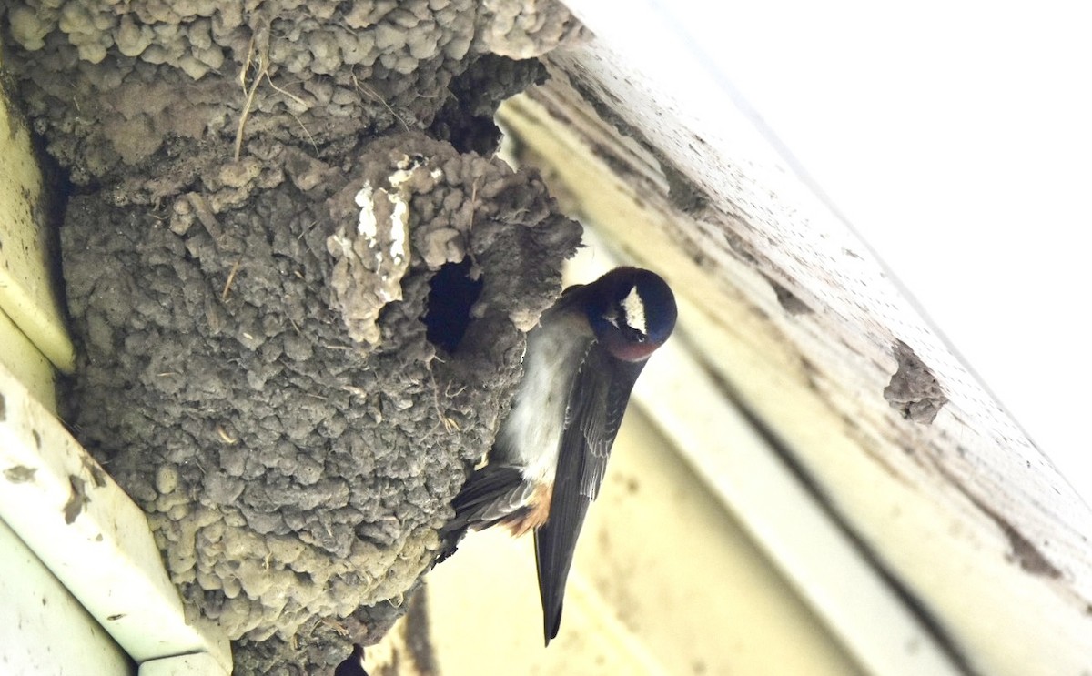 Cliff Swallow - ML449047721