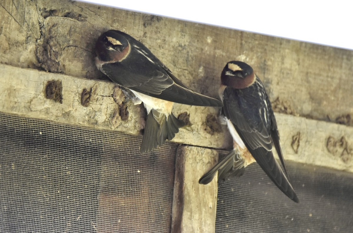 Cliff Swallow - ML449047731
