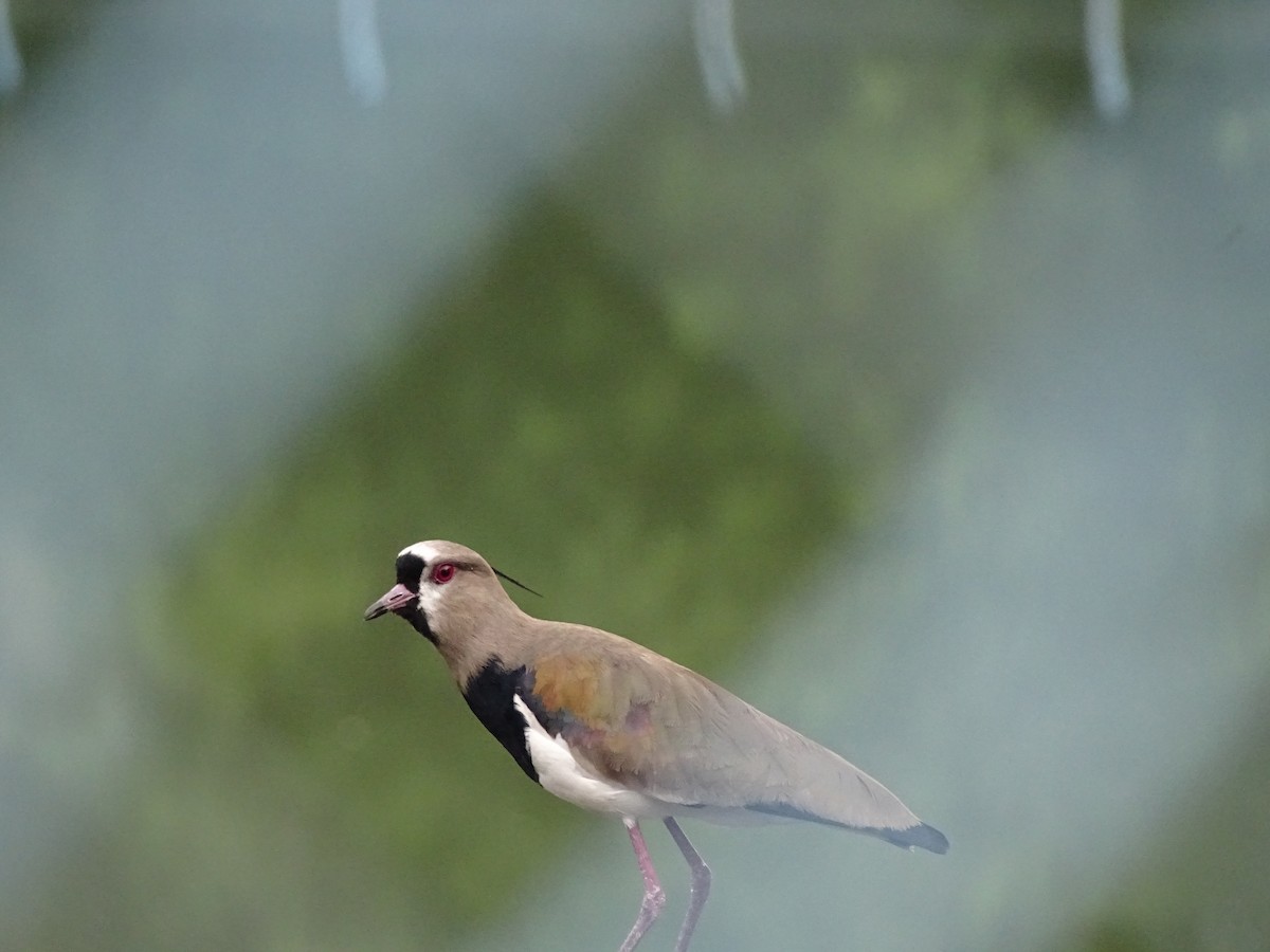 Southern Lapwing - Claramarcela Rubiano Velasco