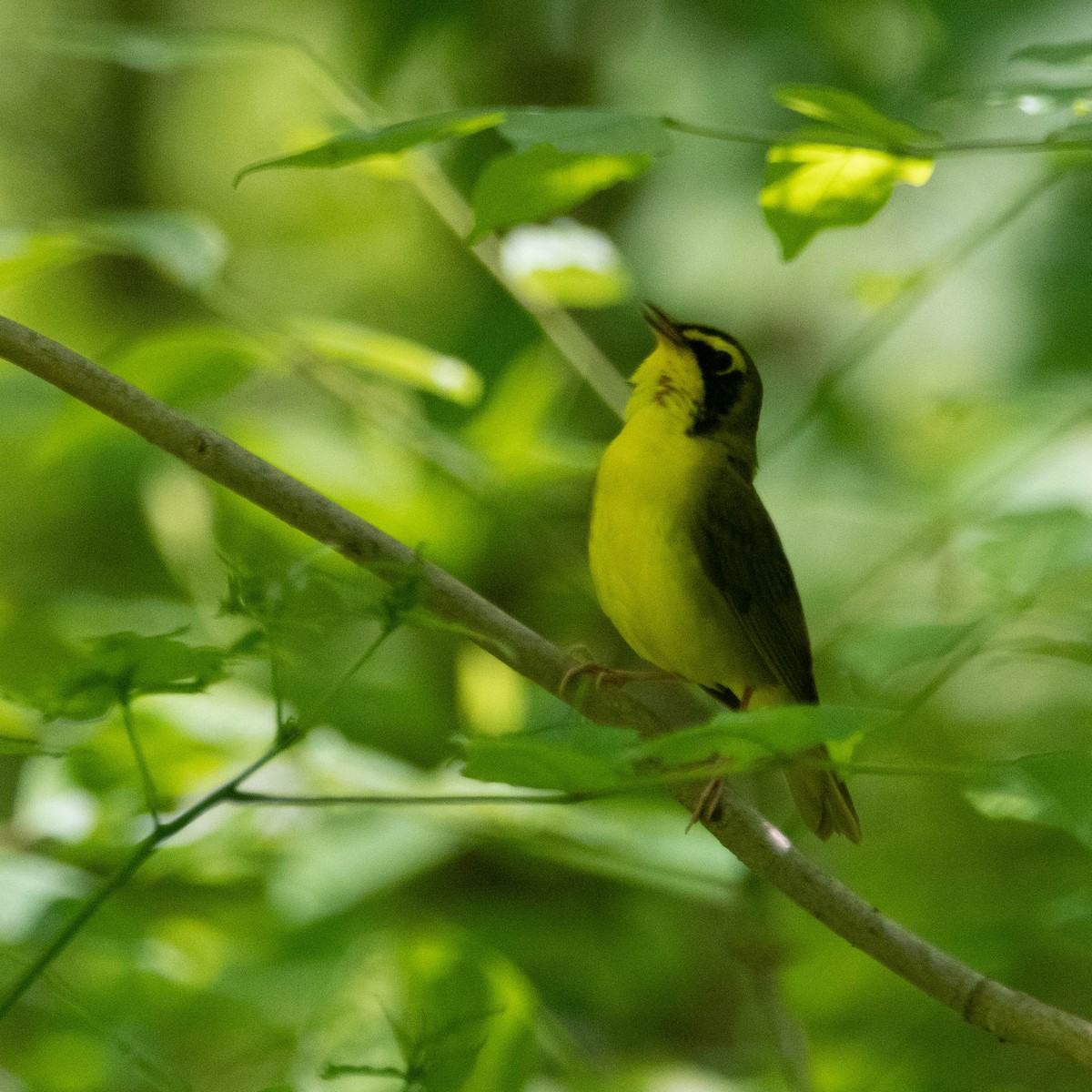 kentuckyparula - ML449049041