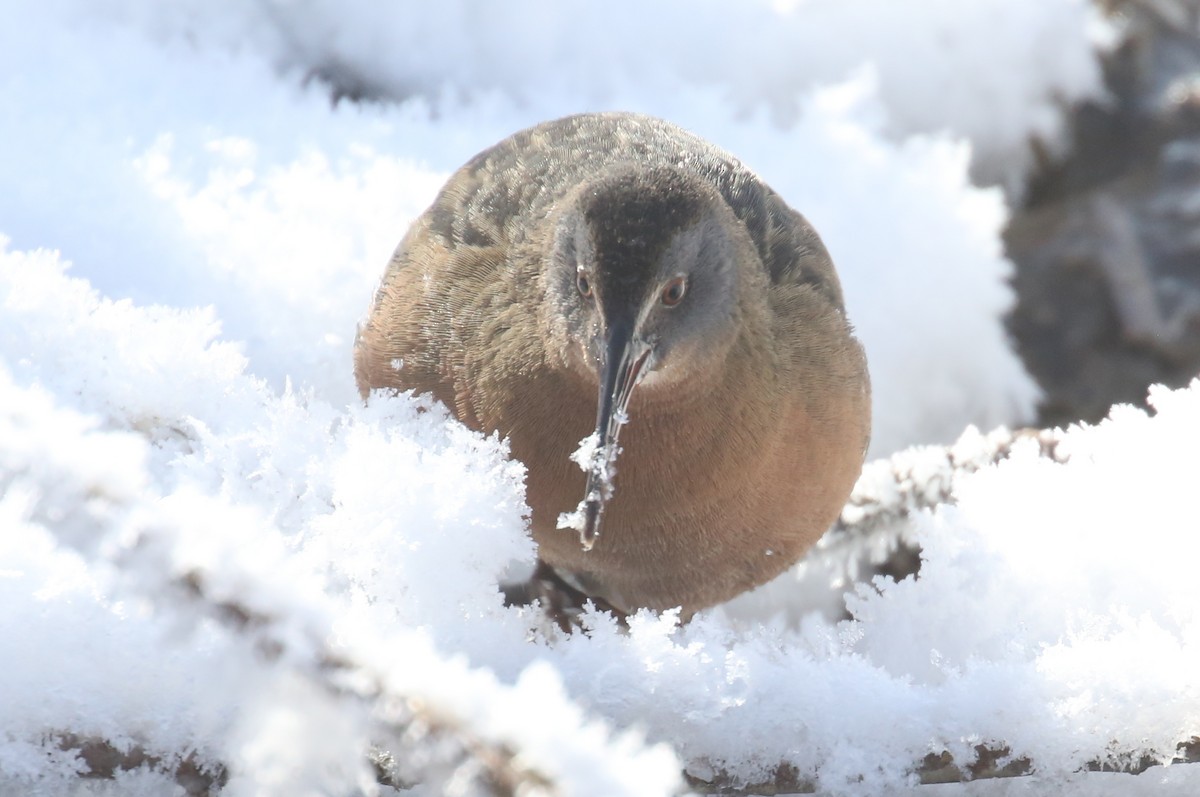 Virginia Rail - ML44904941