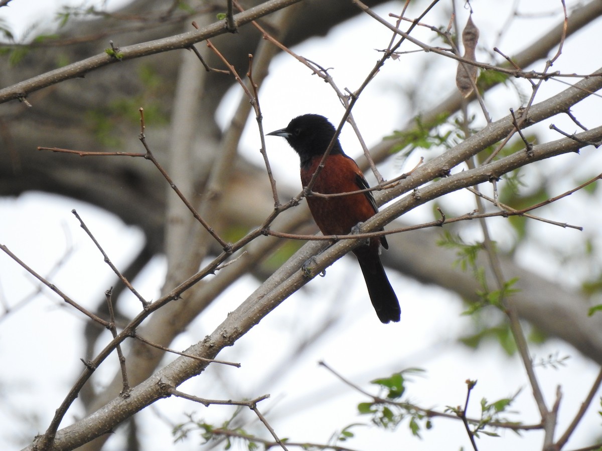 Orchard Oriole - ML449050831