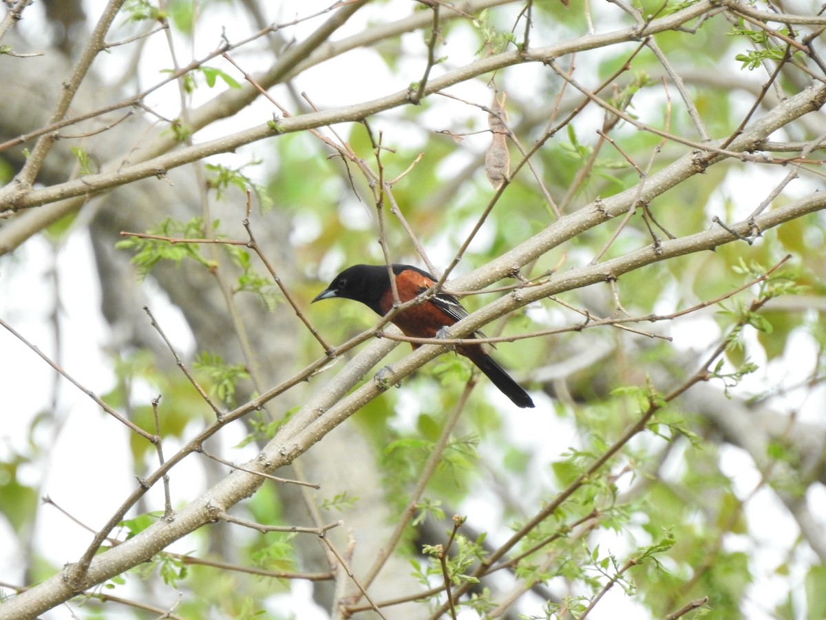 Orchard Oriole - ML449050851